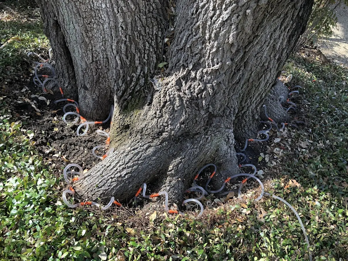Detailed Shrub and Hedge Trimming job site in Oaks