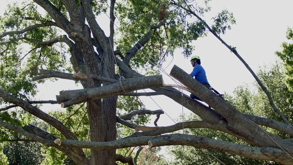 Professional Hazardous Tree Removal performed by certified arborists in Oaks