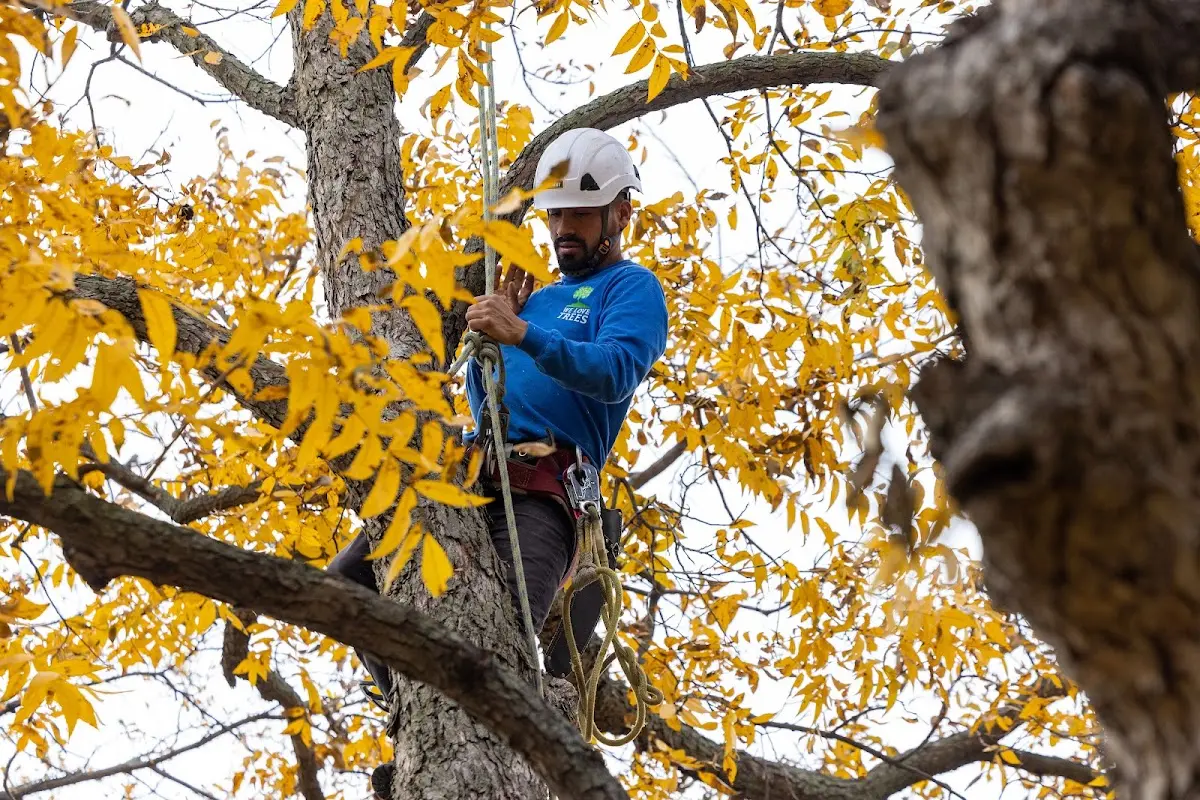 Skilled Tree Pruning crew working in Oaks